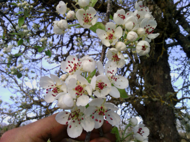 fleur de poirier: photo la mielitude